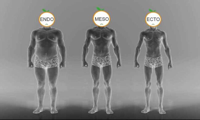 somatotipo_ectomorfo_endomorfo_mesomorfo_ somatotipo_ectomorfo_endomorfo_mesomorfo_