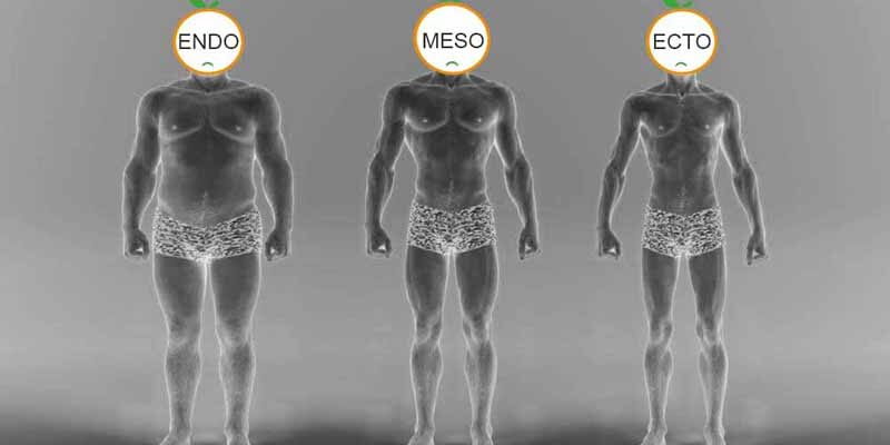 somatotipo_ectomorfo_endomorfo_mesomorfo_ somatotipo_ectomorfo_endomorfo_mesomorfo_